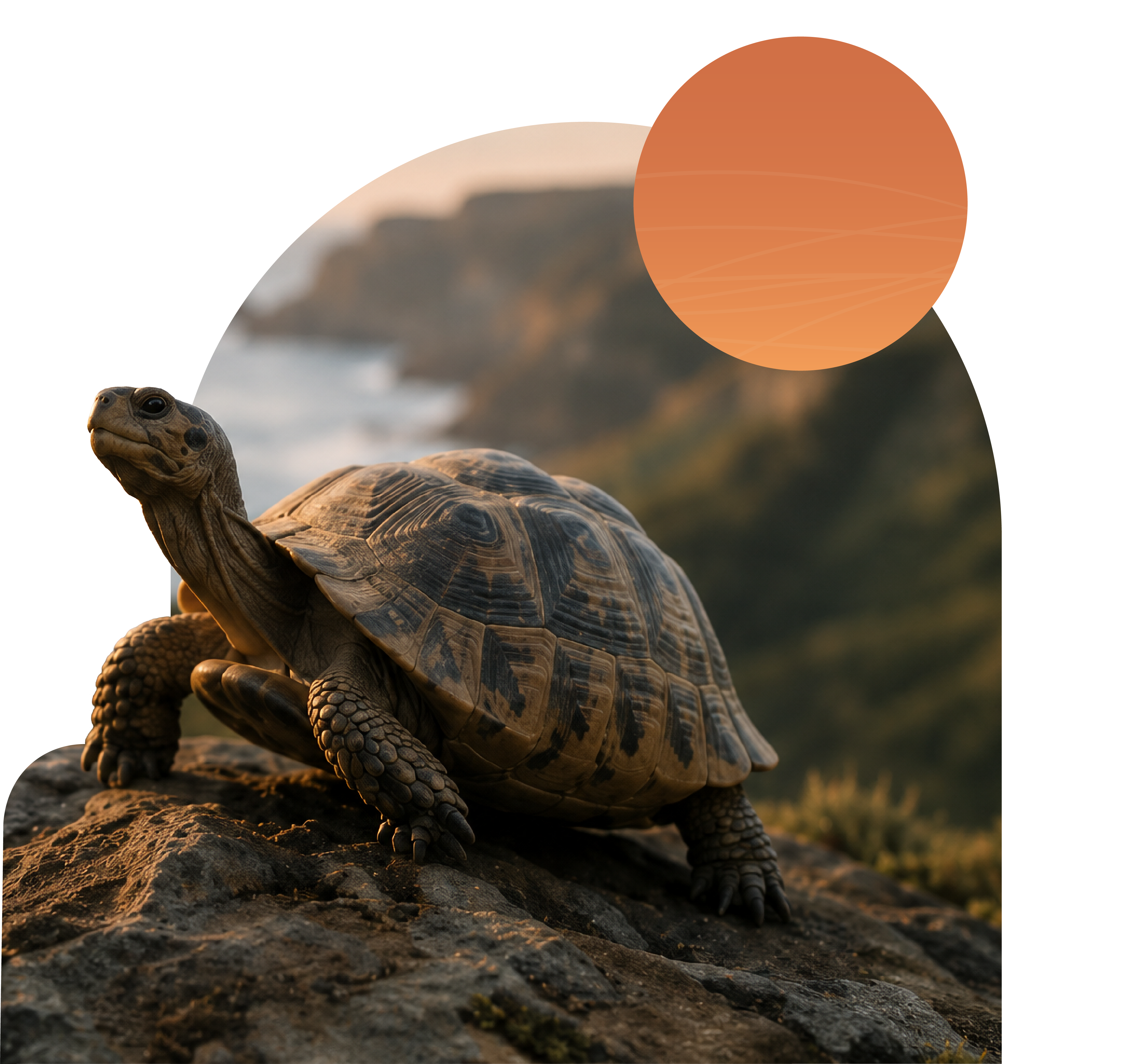 Tortoise overlooking the coastline